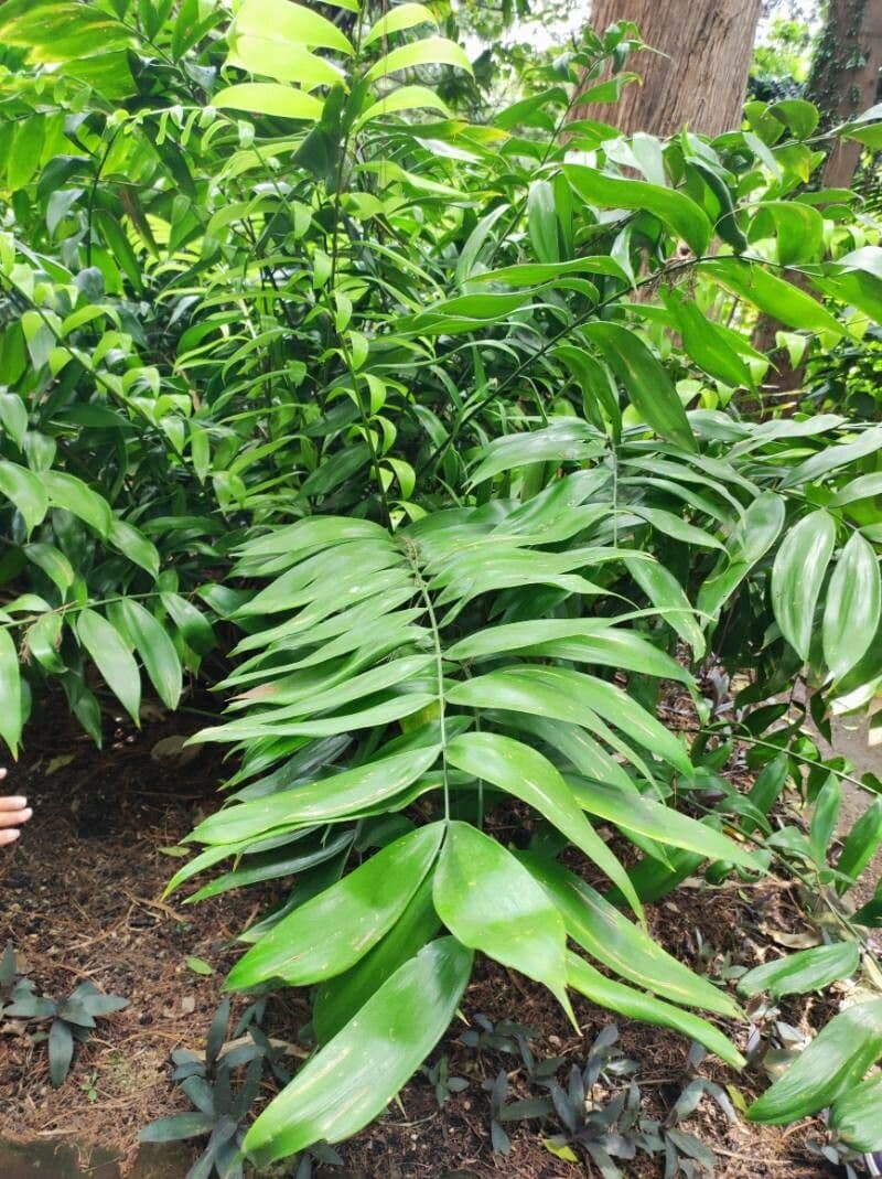 Zamia 4