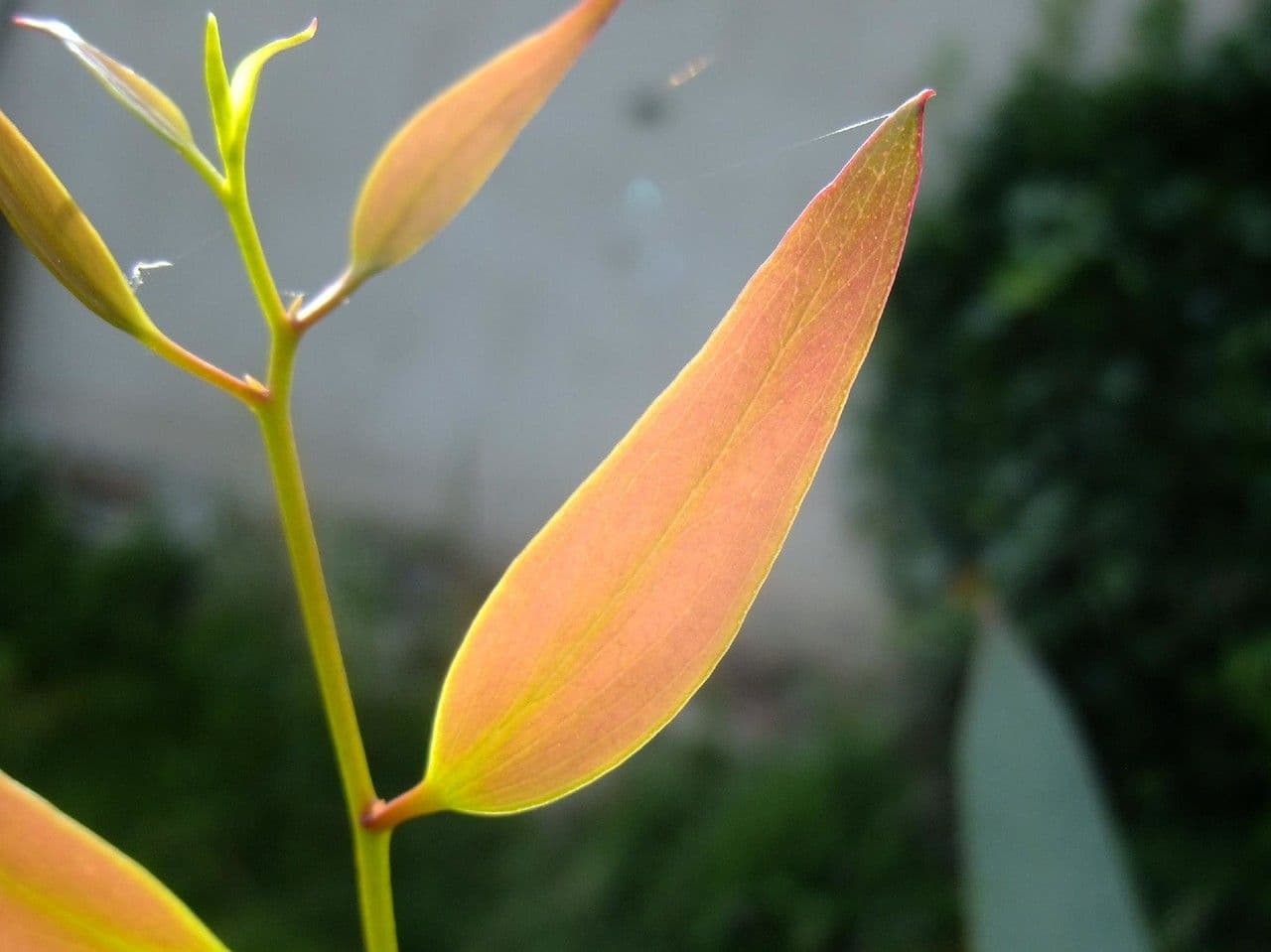 Schnee-Eukalyptus 13