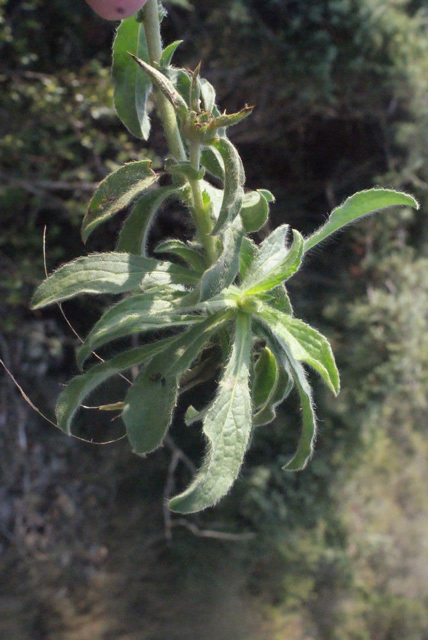 Asteroide spinoso 26