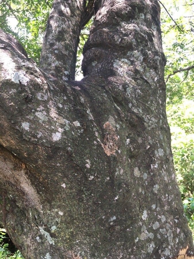 Cassia spectabilis 21