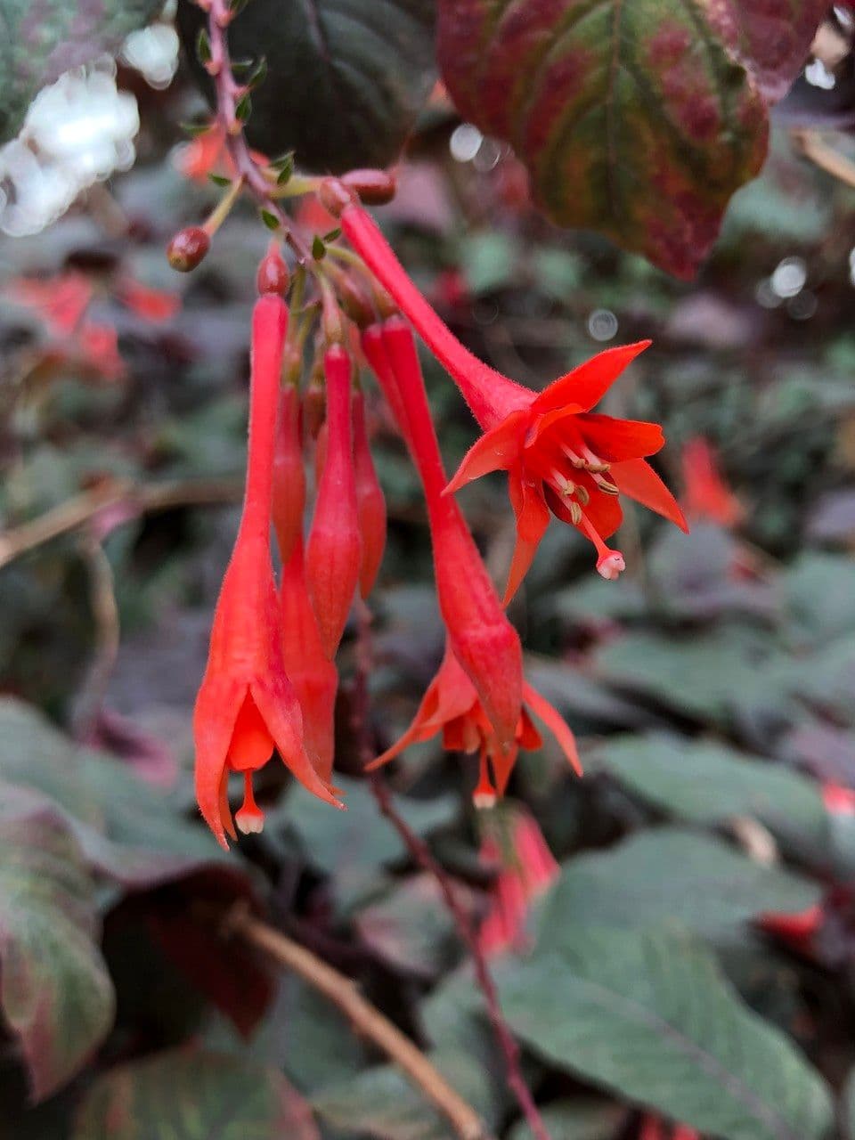 Fuchsien 5