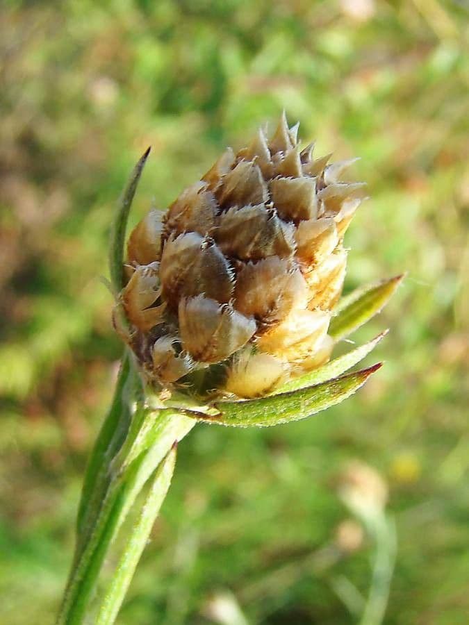 Centaurée jacée 26