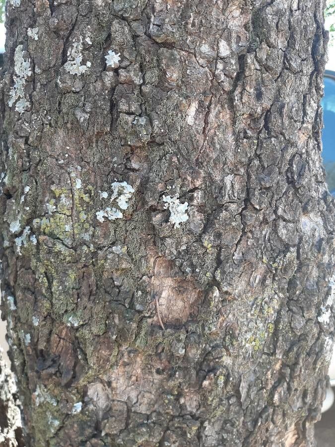 Lannea discolor 7