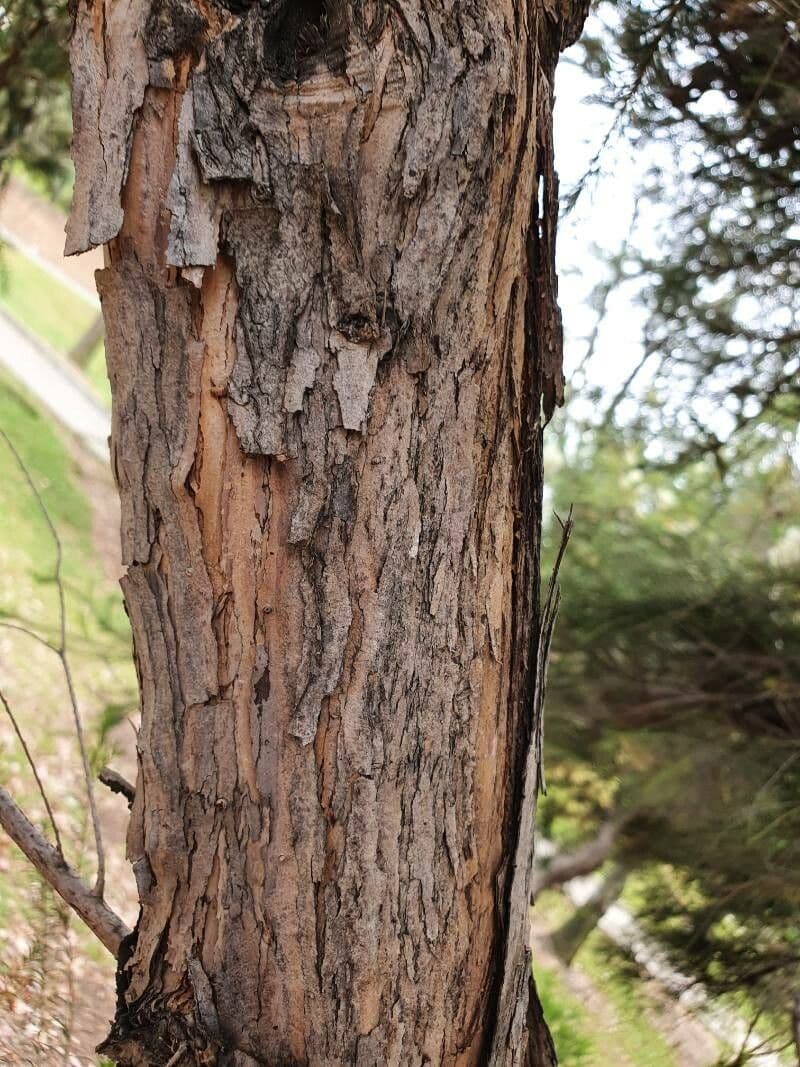 Melaleuca armillaris 21