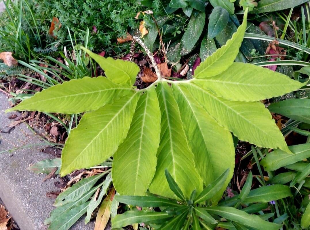 Sauromatum 9