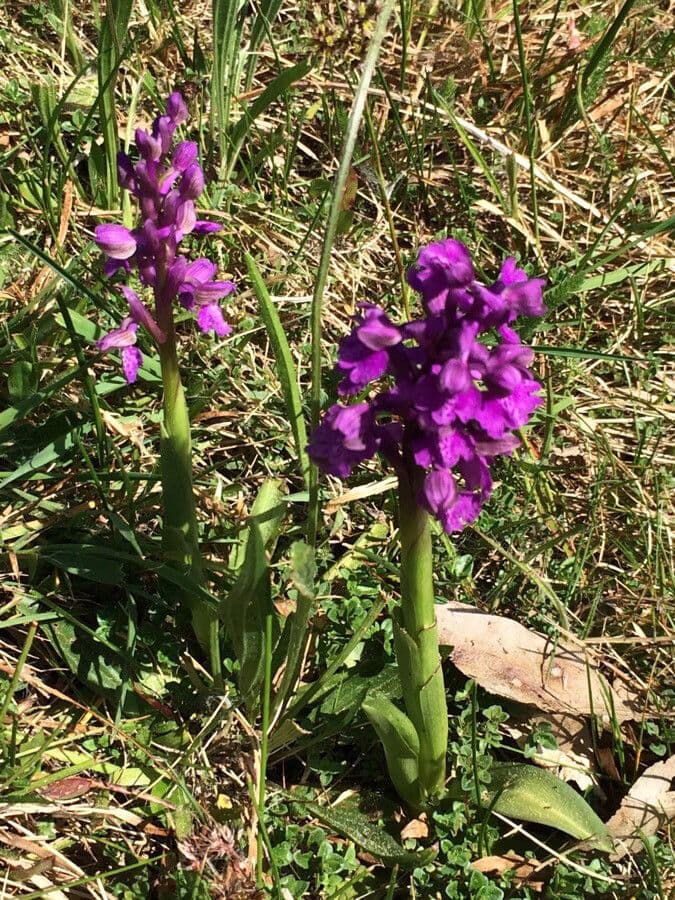 Orchide minore 15
