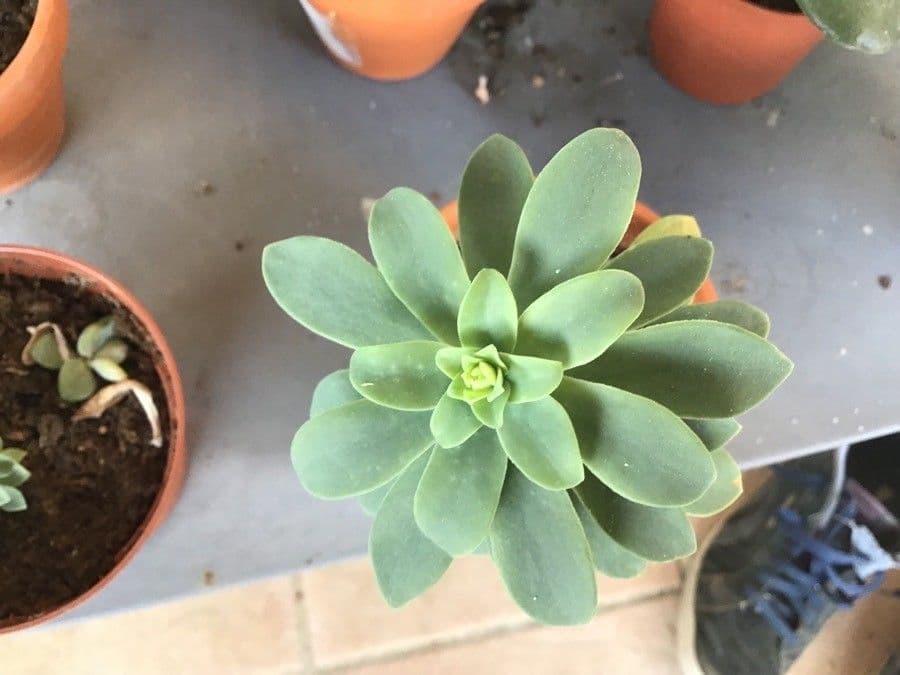 Sedum 9