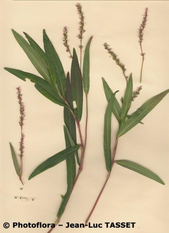 Persicaria ingannevole 13