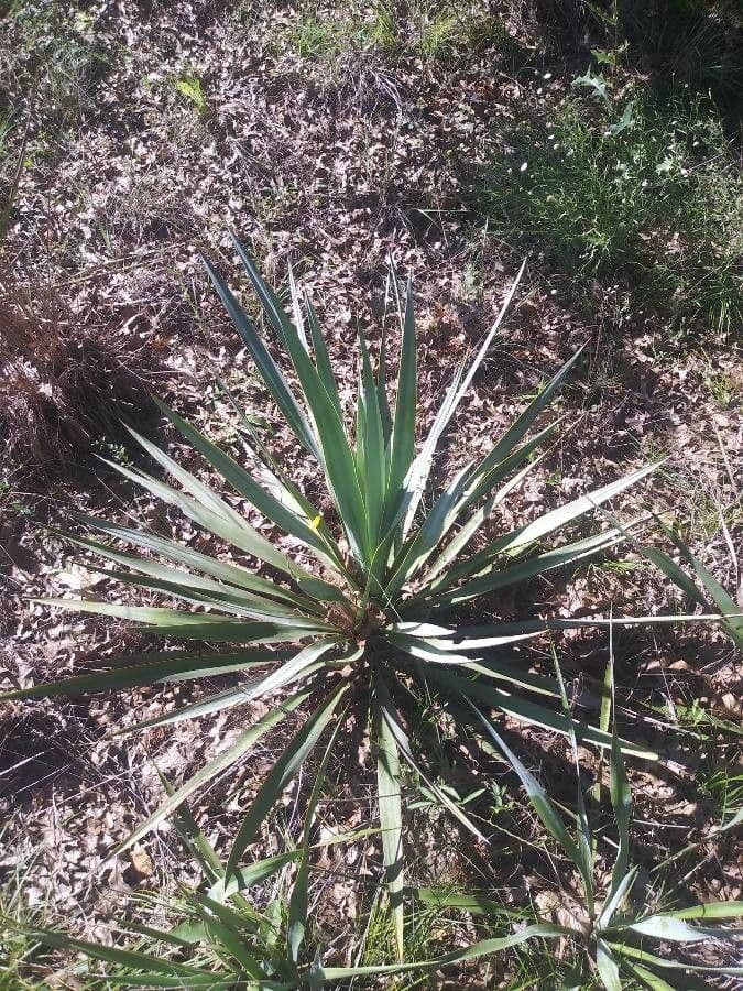 Yuca pallida 14
