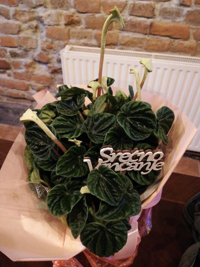 Peperomia 8