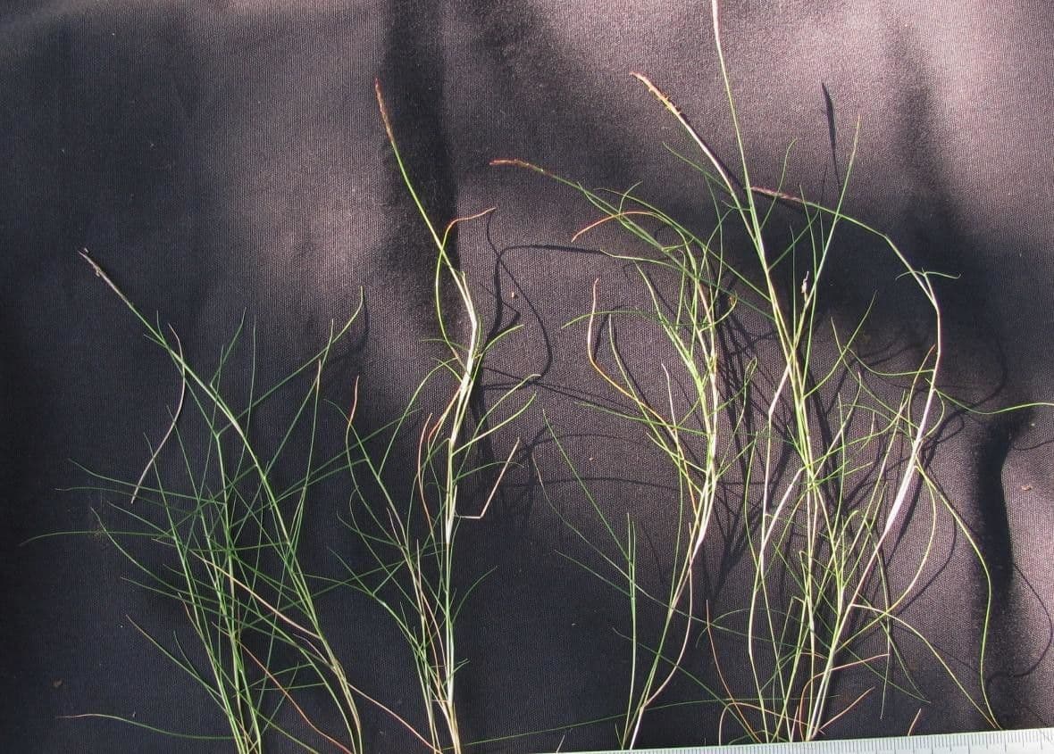 Zoysia
