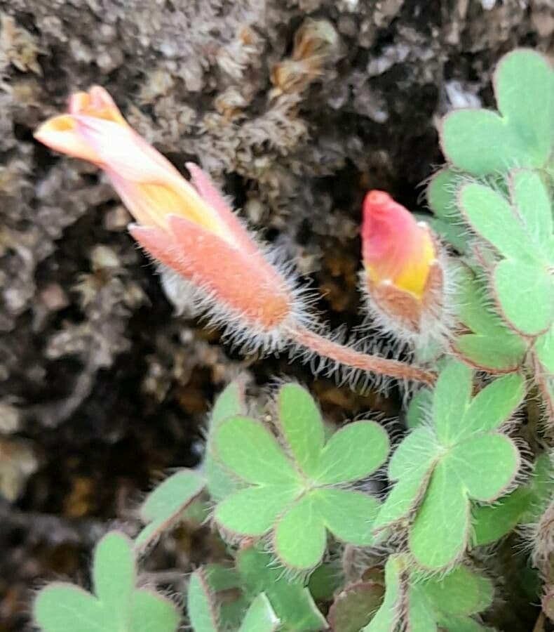 Oxalis conorrhiza