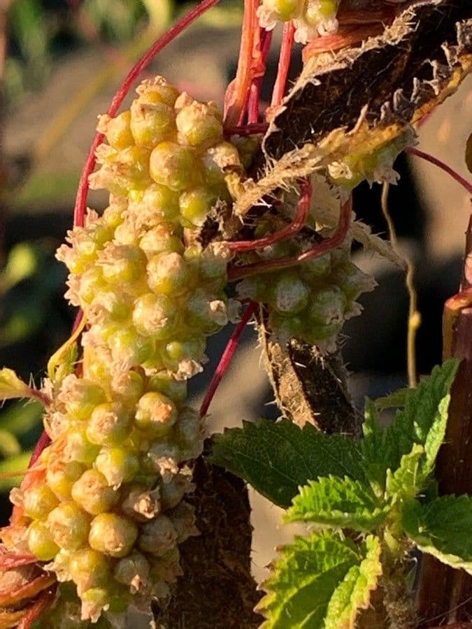 Cuscuta 10