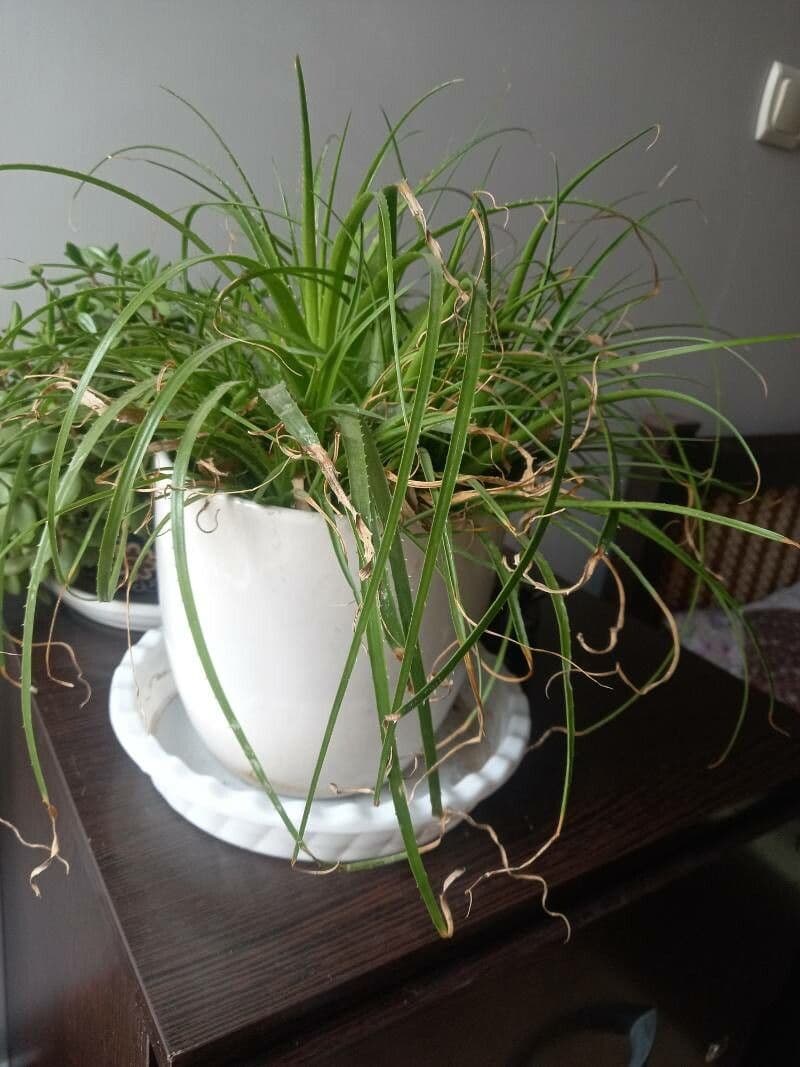 Puya 11