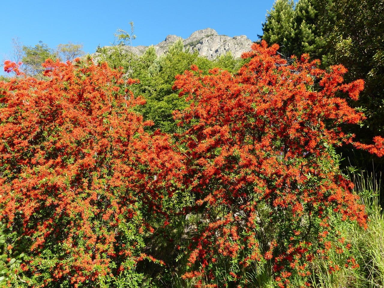 Embothrium 11