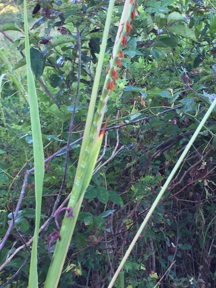 Tripsacum dactyloides 21