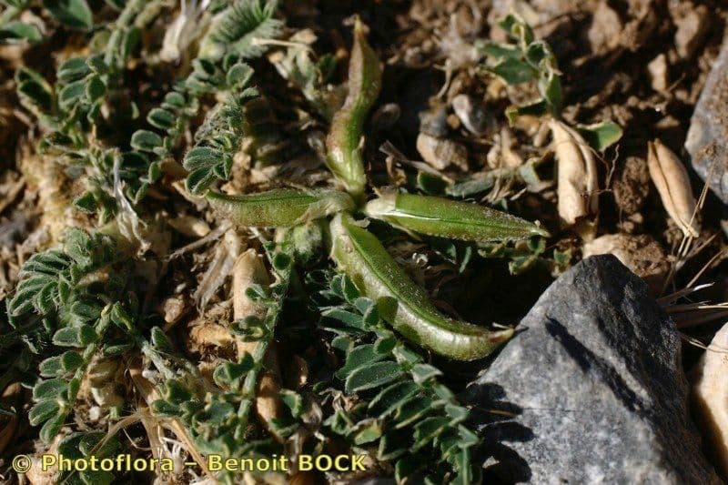 Astragalus depressus 19