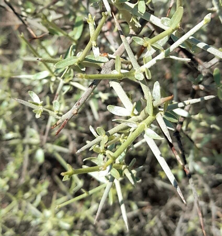 Tricomaria 8