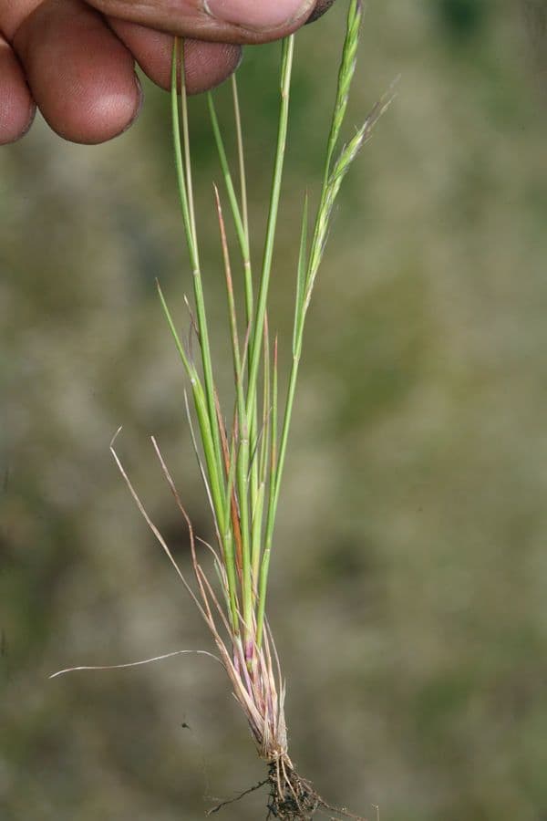Vulpia 4