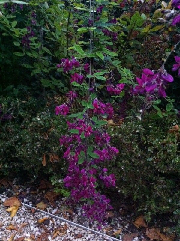 Lespedeza bicolore 9