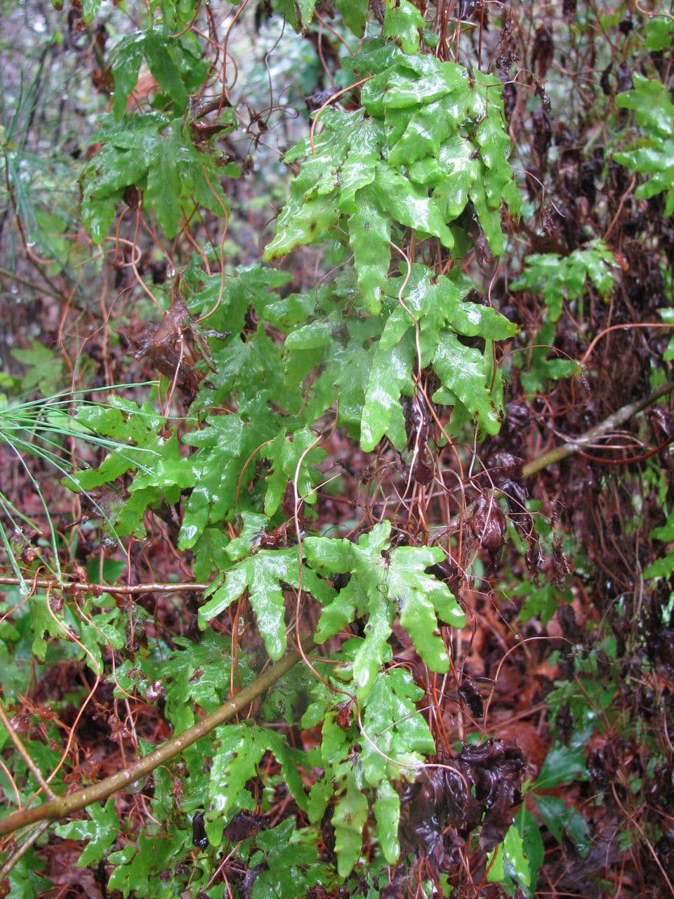 Lygodium palmato
