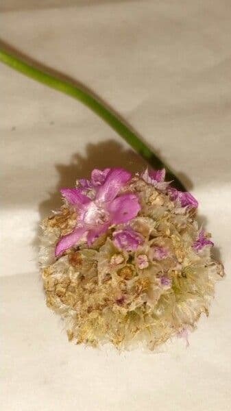 Armeria