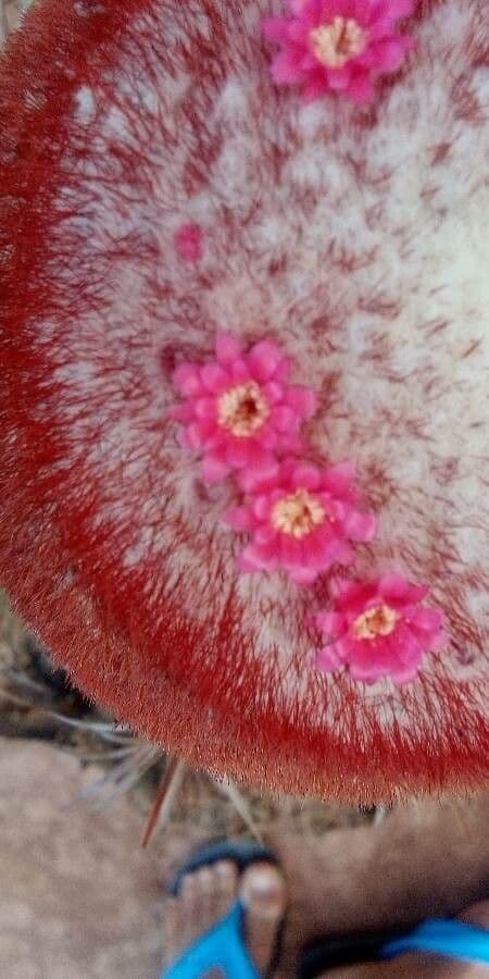 Melocactus 4