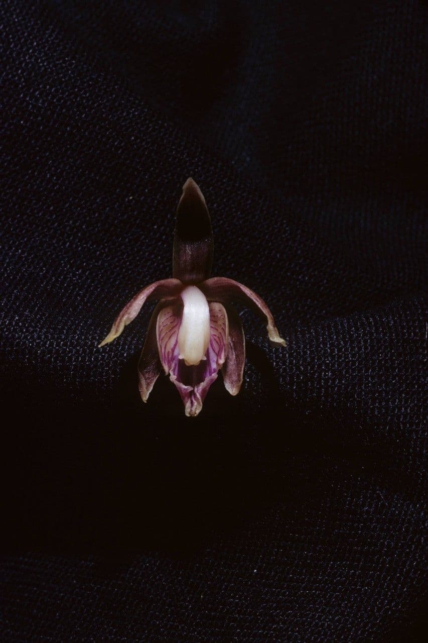 Hexalectris spicata