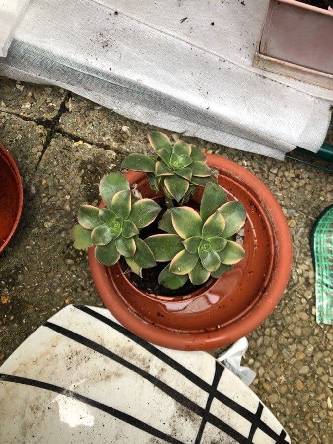 Aeonium percarneum 5