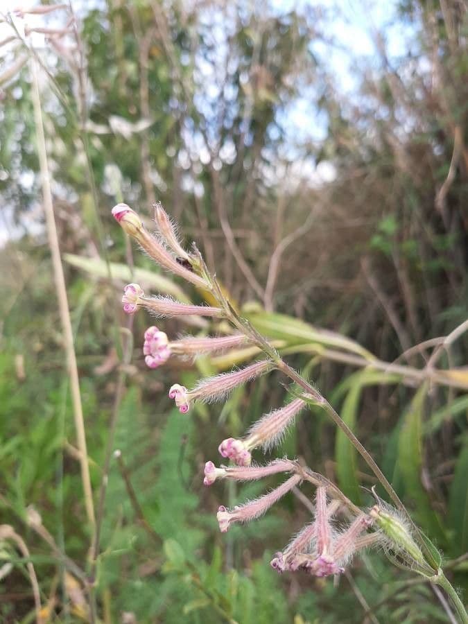 Silene bellidifolia