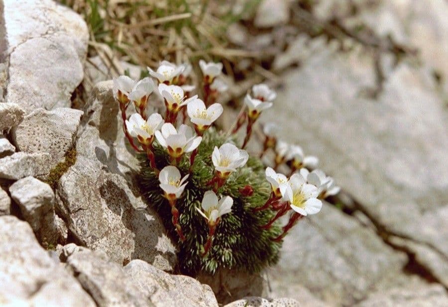Sassifraga di Burser 3