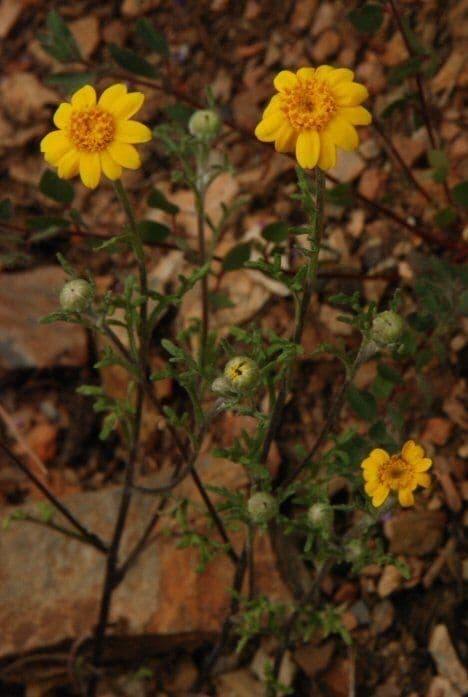 Pseudobahia 3