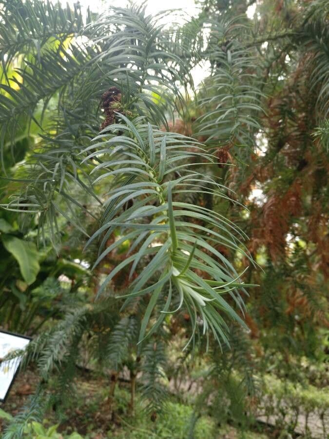 Cunninghamia 4