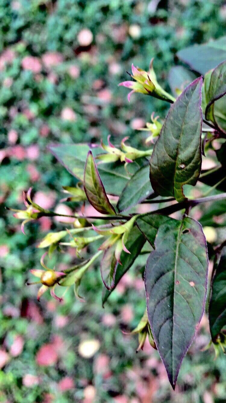 Lisimachia ciliata