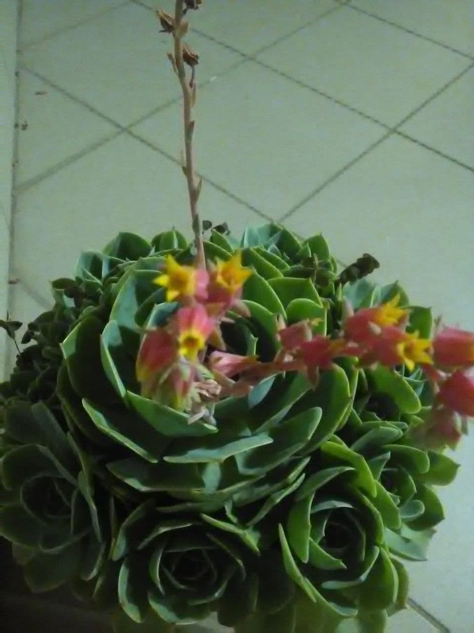 Echeveria secunda 5