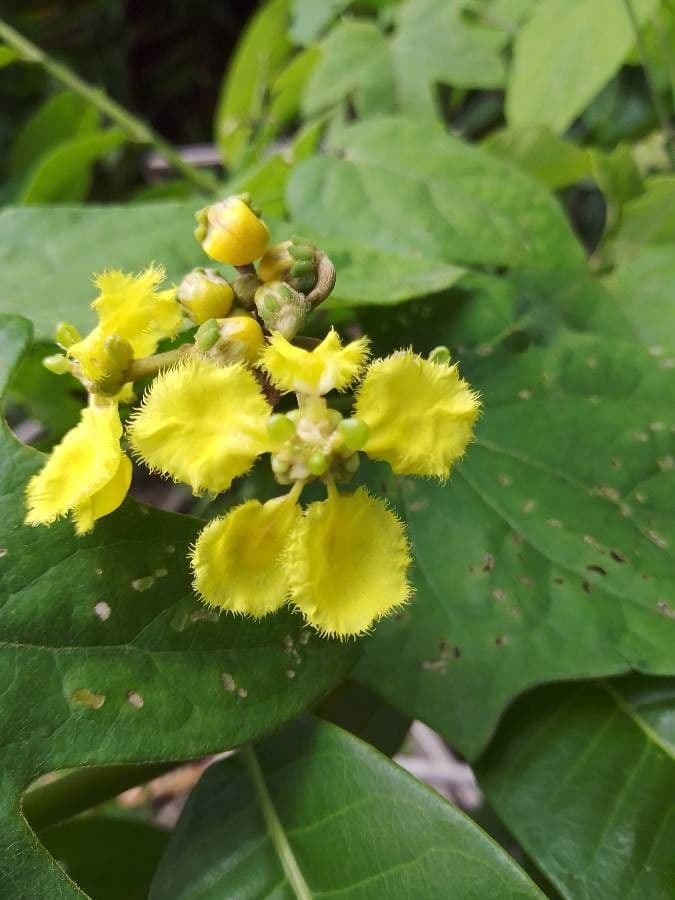 Stigmaphyllon 8