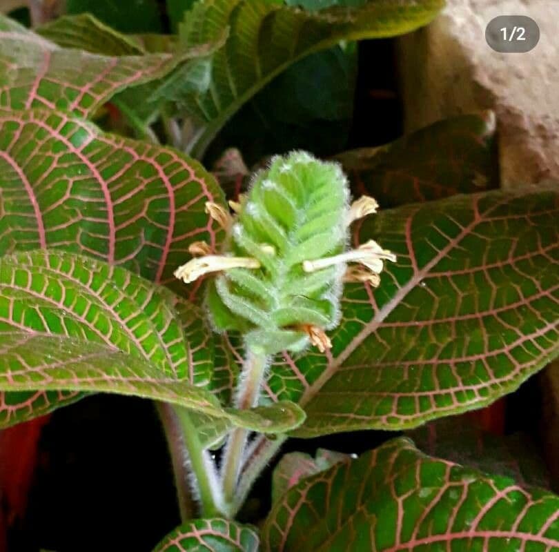 Fittonia 7