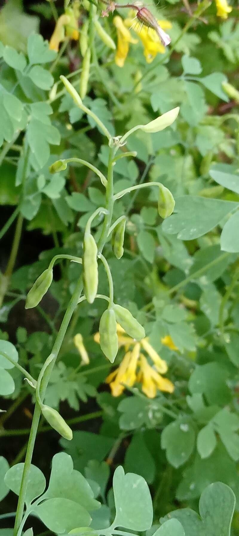 Colombina gialla 2