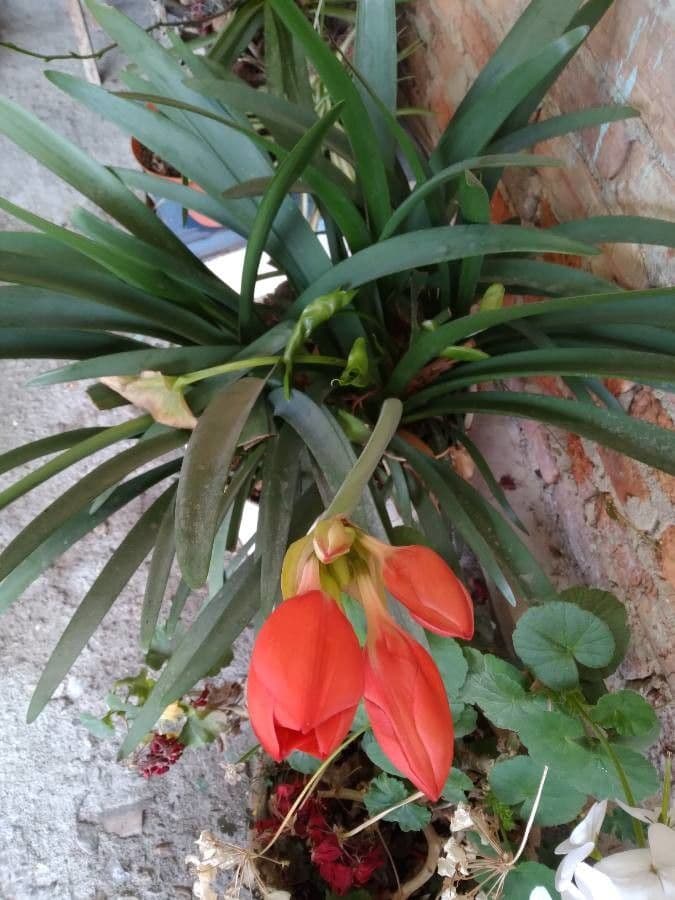 Cyrtanthus 12