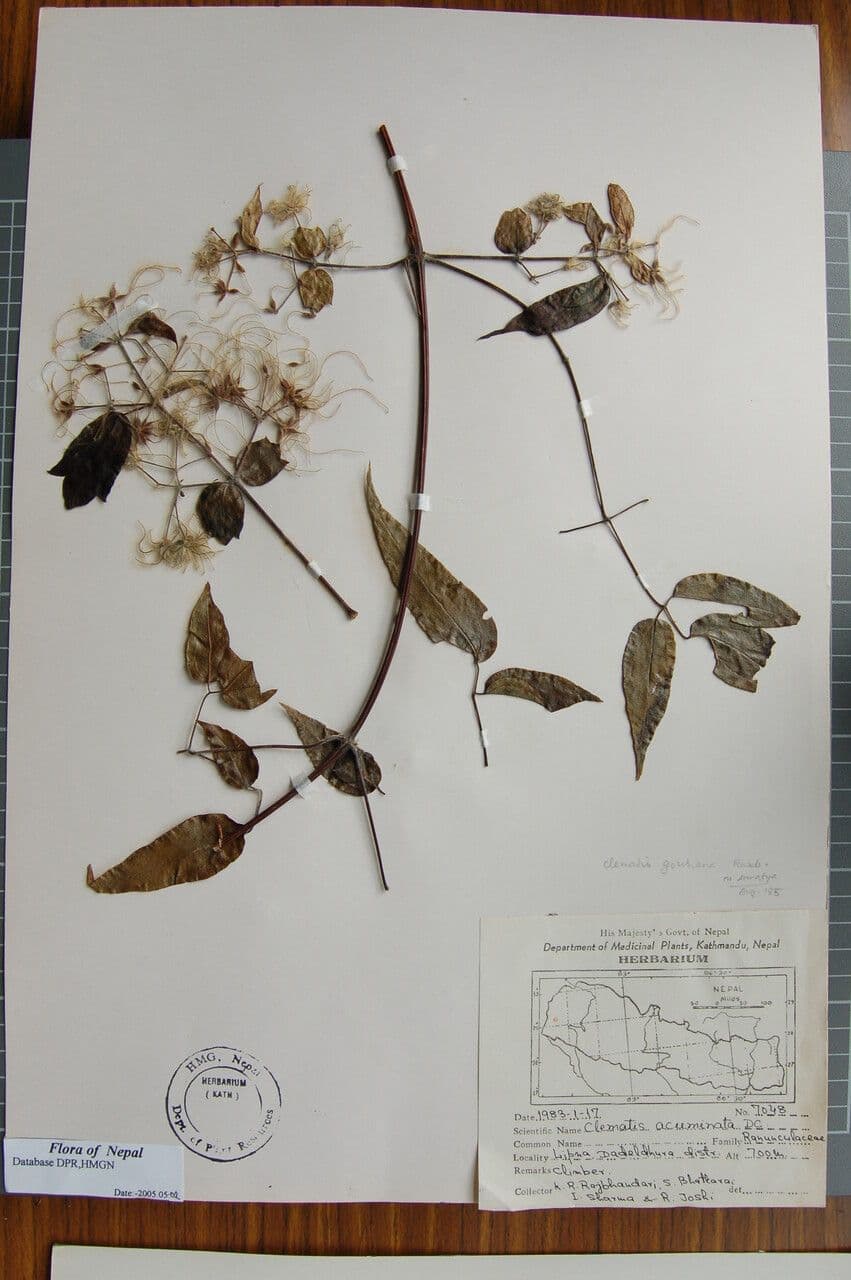 Clematis 7