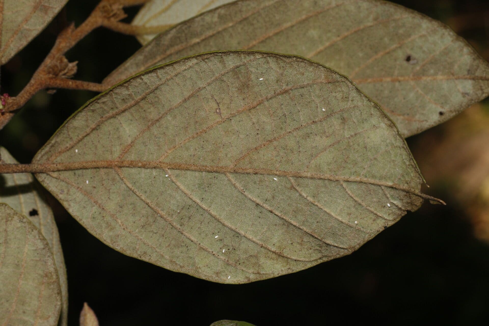 Molinadendron 12