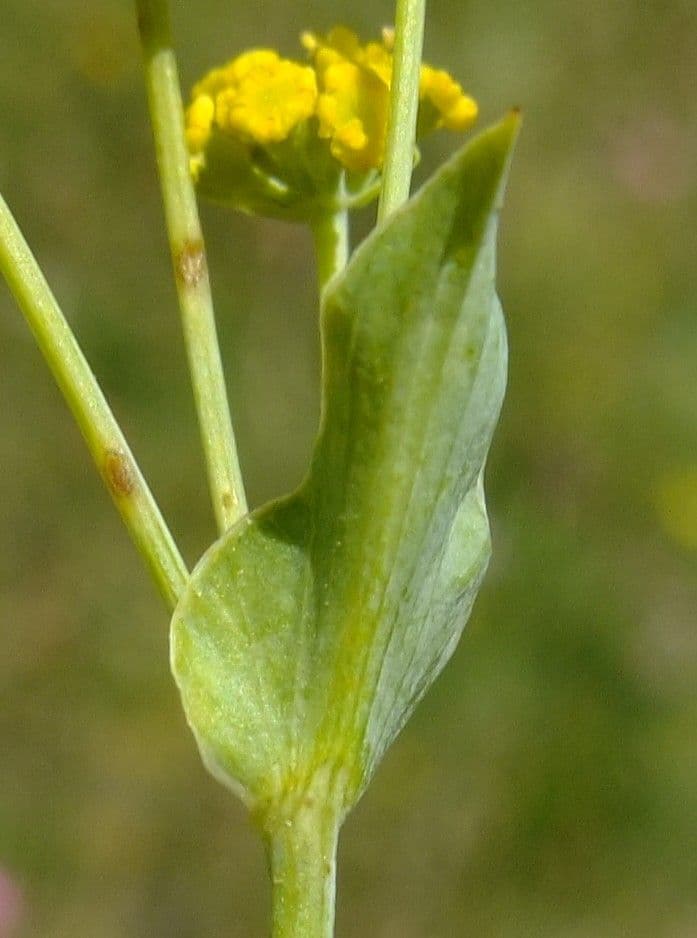 Bupleuro ranuncoloide 18
