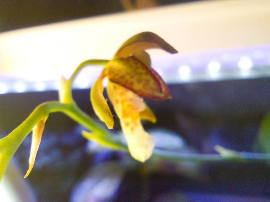 Leochilus 2