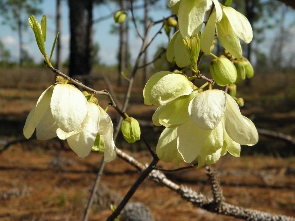 Pawpaw 5