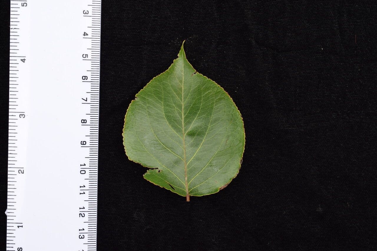 Pero himalayano 19