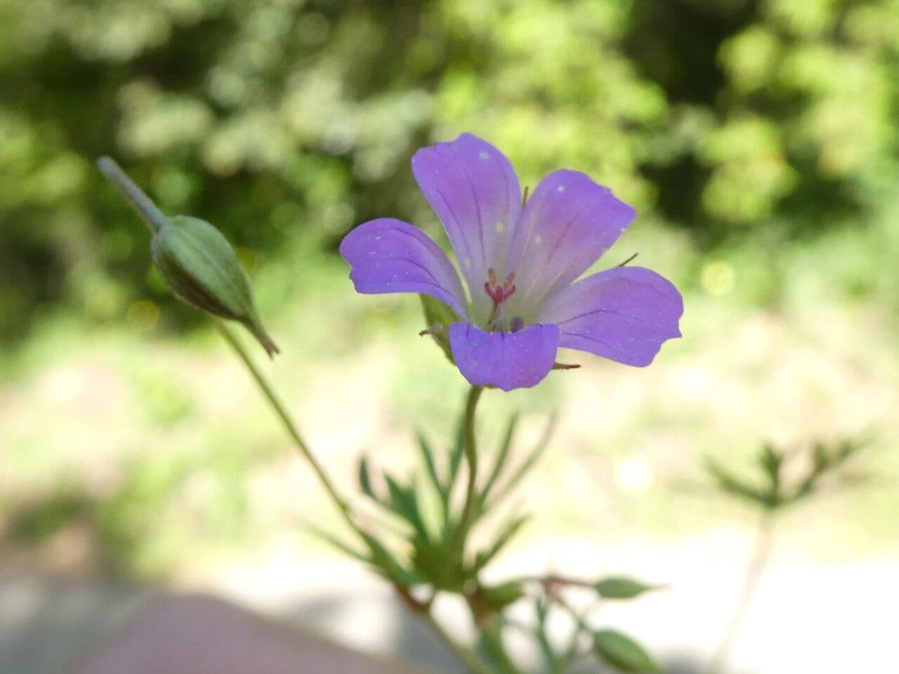 Géranium colombin 10