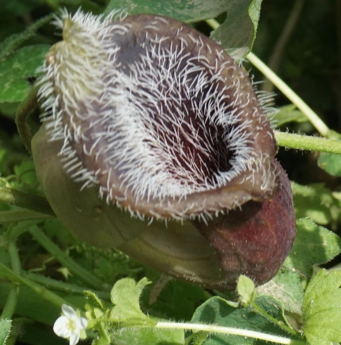 Mandroľa 2