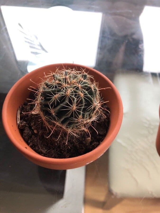 Thelocactus setispinus 16