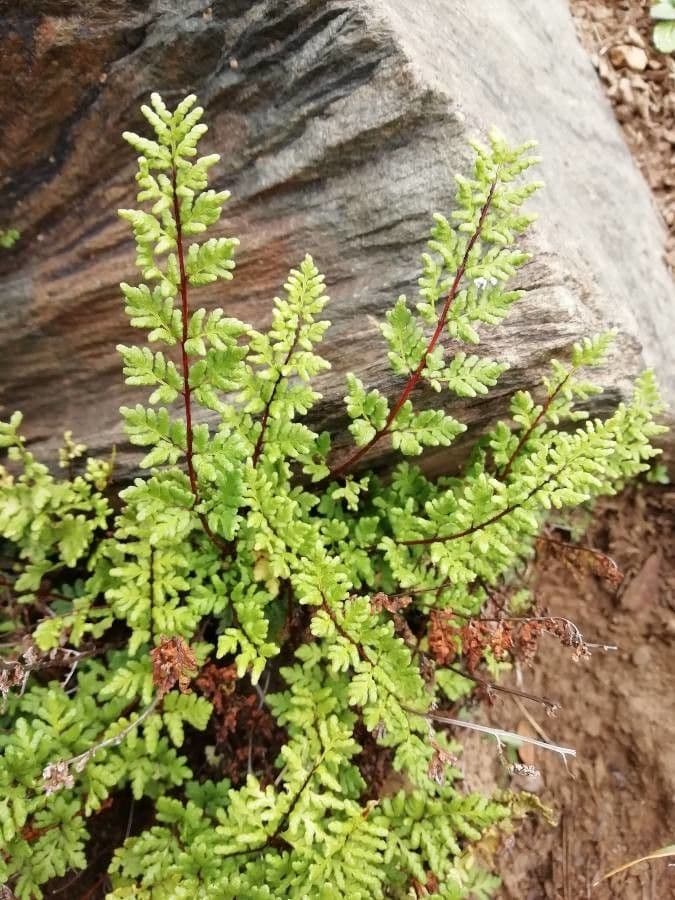 Dryopteris fragrante 7
