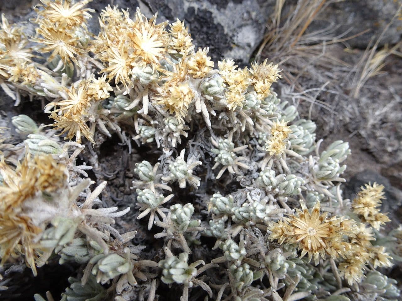 Gnaphaliothamnus 3